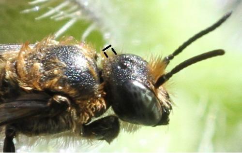 Chelostoma rapunculi